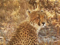 Cheetah, Sabi Sand Game Reserve, &copy;Cathy Fairgrieve